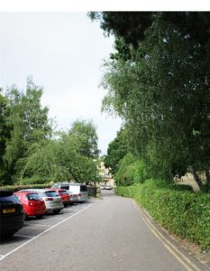 Cars parked on a street with bushes and trees