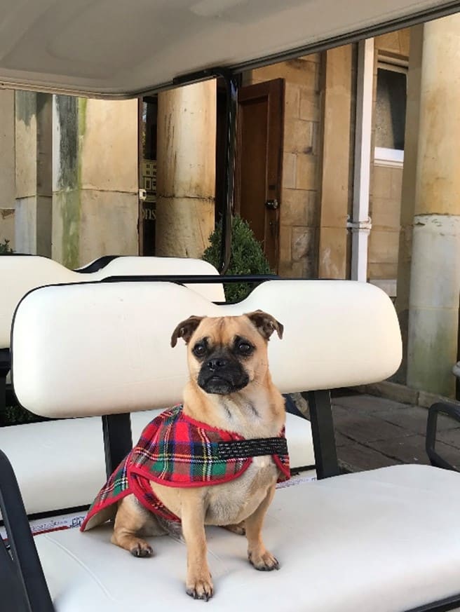 Pug on golf cart