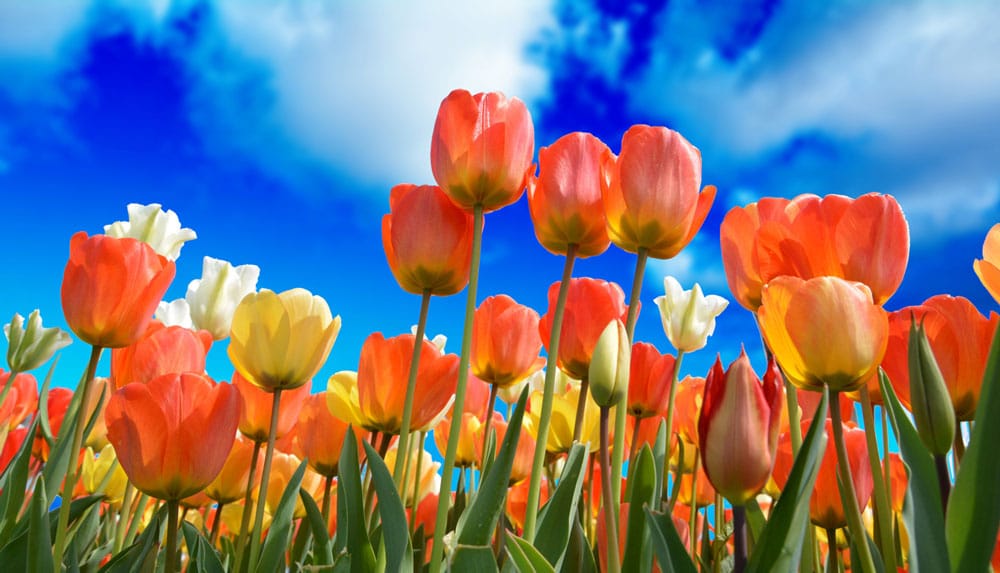 Tulips with a blue sky with clouds in the background