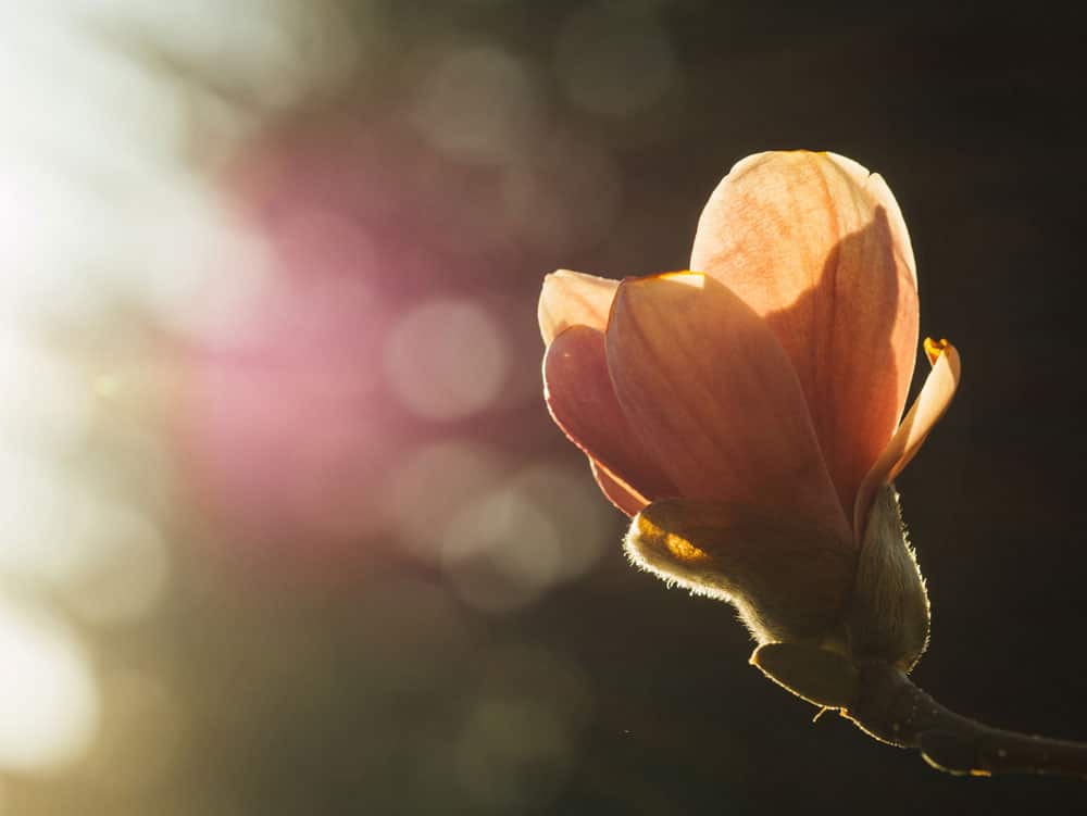 Flower being hit by sunlight