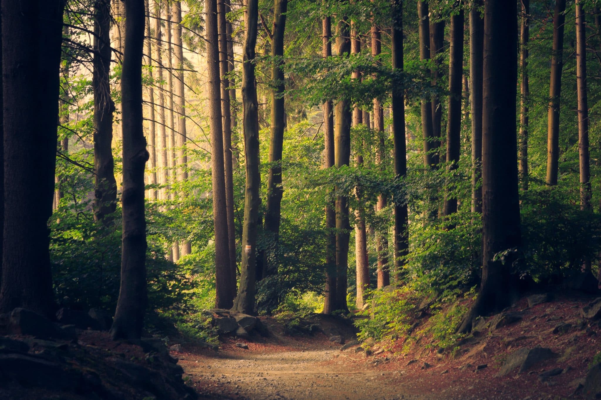 woodland pathway amongst a forest of tall trees