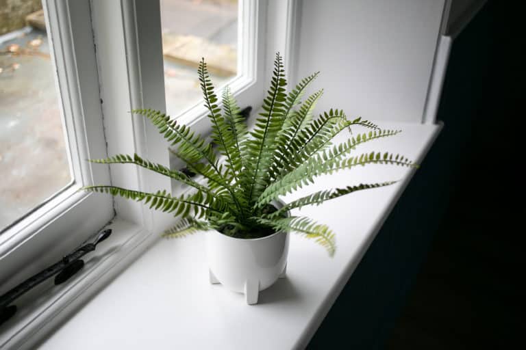 Fern on a window sill