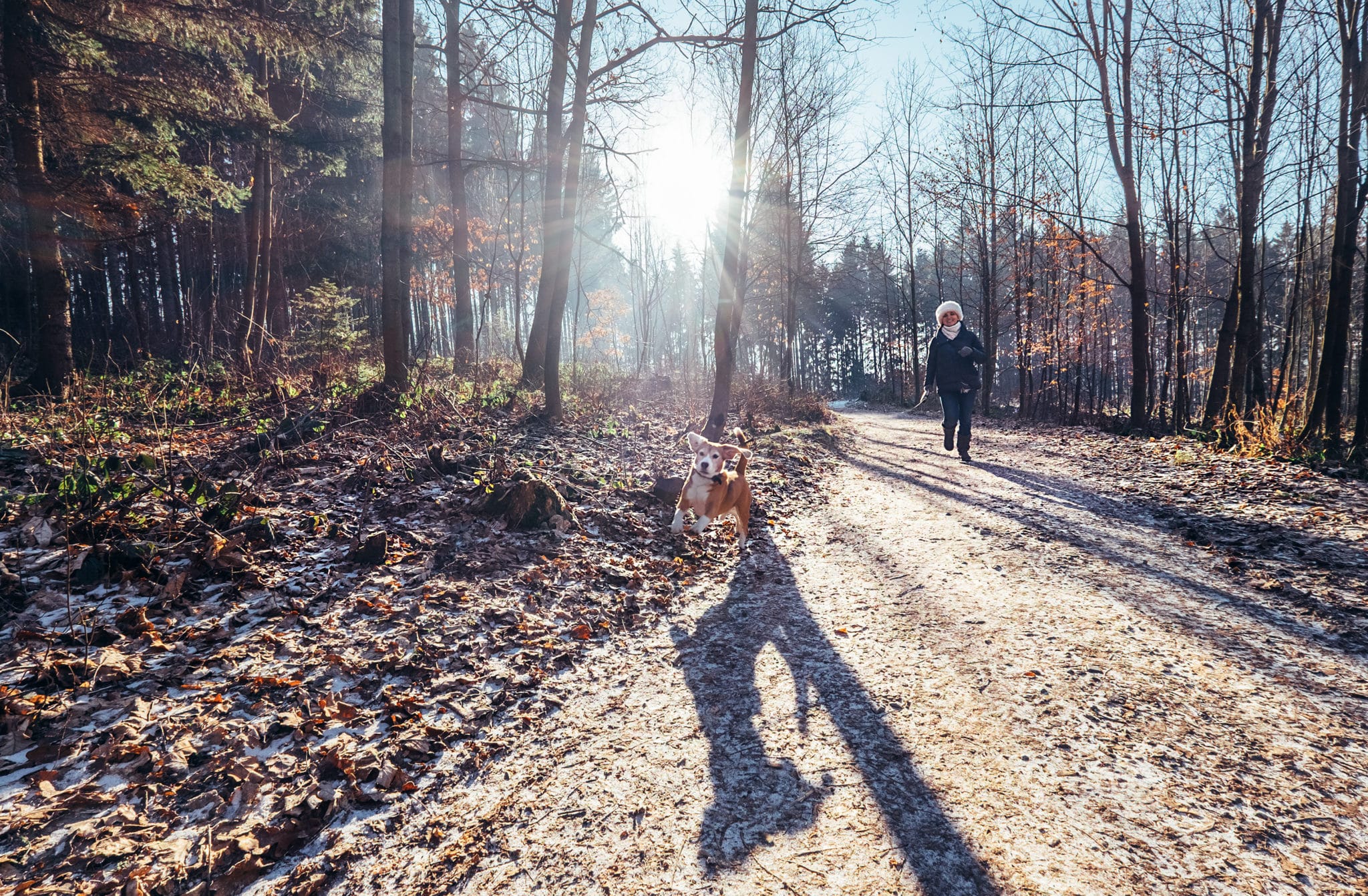 keeping active on a winter dog walk with sunlight beaming through the trees